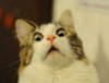 котэ.jpg