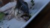 DSC00740.jpg