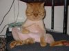 1369553905_pets15.jpg