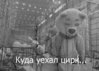 куда уехал цирк.jpg