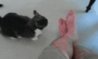 cat-biting-leg-gif.jpg