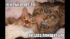 Котэ2.jpg