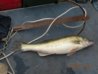 DSCN9587.jpg