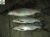 DSCN9605.jpg