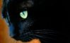 black-cat_darwinbell_nc.jpg