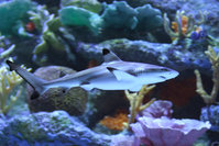 shark-aquariums.jpg