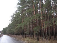 _IMG_0767.jpg