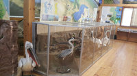42d44ces-960.jpg