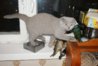 DSC00599.JPG