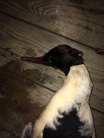 IMG_2496.JPG