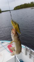 IMG-20170605-WA0004.jpeg