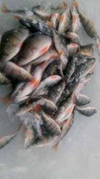 IMG-20171214-WA0004.jpeg