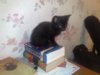 Черный котик.jpg