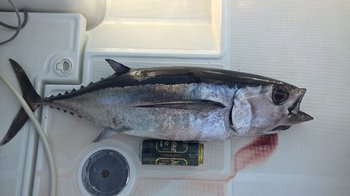tuna2.jpg