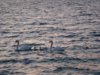 DSC02288.jpg