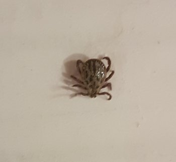 tick.jpg