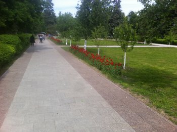 image.jpg