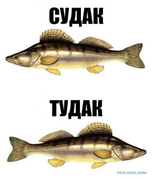 Судак Тудак.jpg