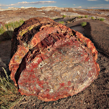 Petrified_forest_log_2_md.jpg