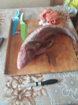 image.jpeg