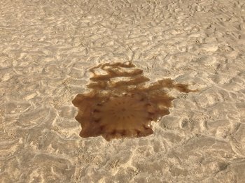 IMG_0904.JPG