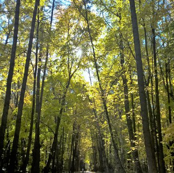 WP_20181012_11_59_34_Pro (4).jpg