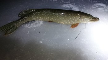 IMG-20181208-WA0006.jpeg