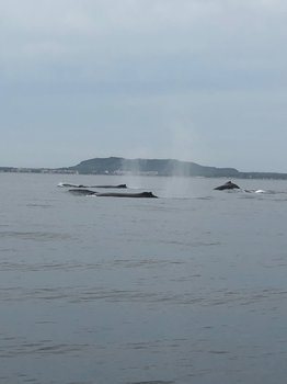 IMG_0282.jpeg