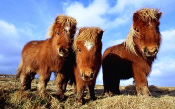 kartinki24_ru_horse_164.jpg
