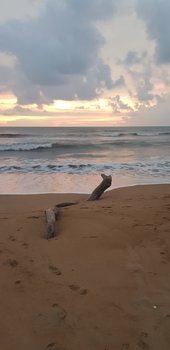 866A5A55-762B-4C1A-833B-31ADD31010ED.jpeg