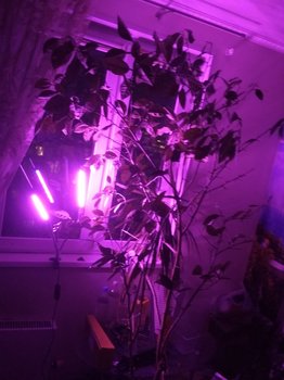 IMG_20191010_225241.jpg