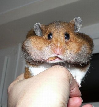 hamster_snack_05 (1).jpg