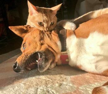 cat vs dog.jpg