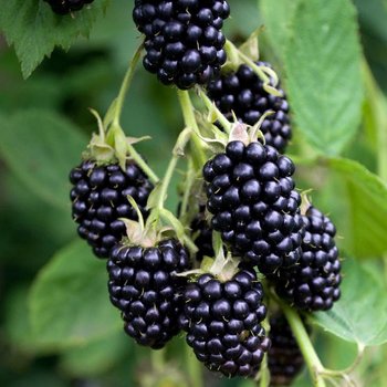 brombeeren-strauch-2813622-blp-fotolia.jpg