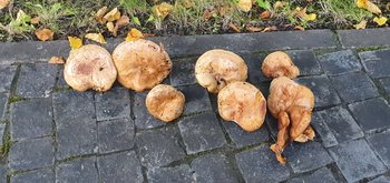 20200829_150909.jpg