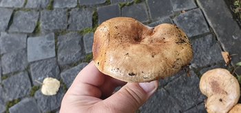 20200829_150923.jpg