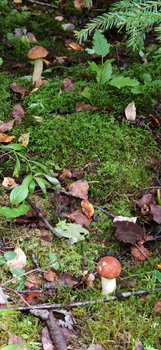 IMG_20200912_182517.jpg