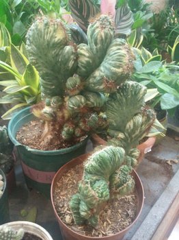 IMG20201024174823.jpg