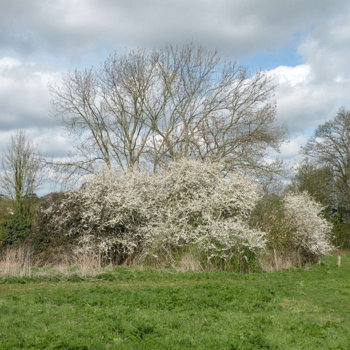 Blackthorn_or_Sloe_(Prunus_spinosa)_-_geograph.org.uk_-_1239757.jpg