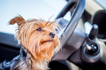 little-dog-of-breed-yorkshire-terrier-at-the-wheel-of-a-car_199743-955.jpg