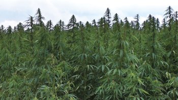 hemp-legal.jpg