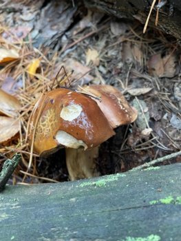 IMG_3782.jpg