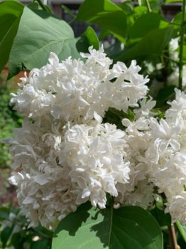 12AA69F2-6A34-43CE-9B0A-384AEC348D33.jpeg