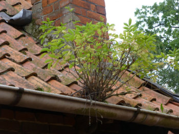 nature_force_power_roof_tree_grow_chimney-567879.jpg!d.jpeg