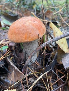 IMG_8246.jpg