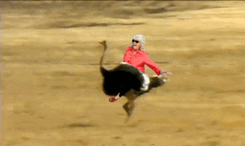 SjBN.gif