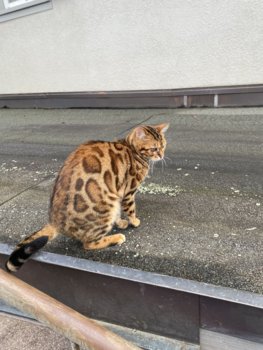 52729F98-2F98-492C-A6AE-62B4A603893D.jpeg