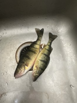 0095C341-A0D4-4482-BEF0-2080FA50B147.jpeg