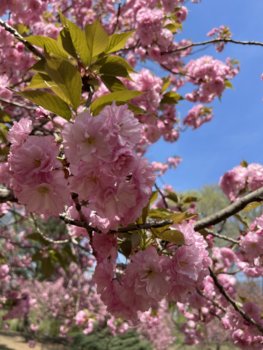 IMG_2972.jpeg