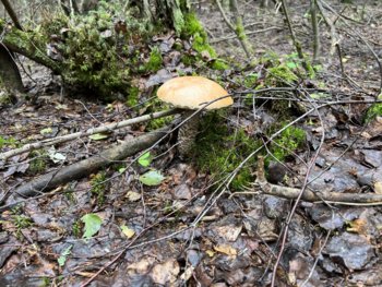 IMG_5711.jpeg